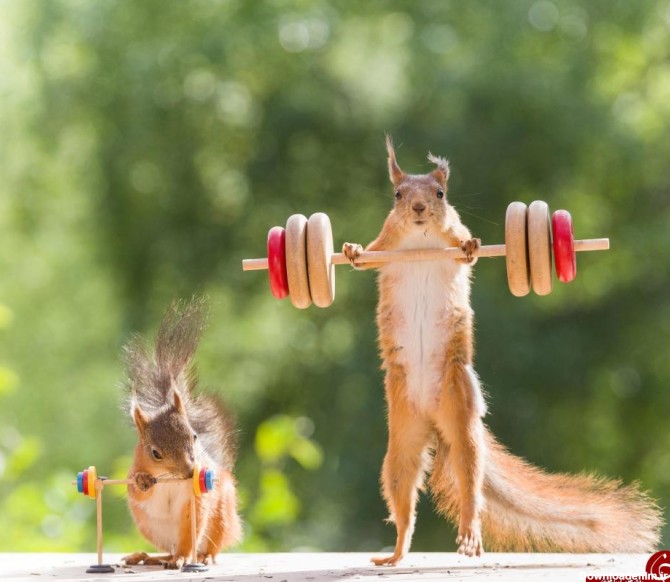 ورزش کردن جالب یک سنجاب! (+عکس)