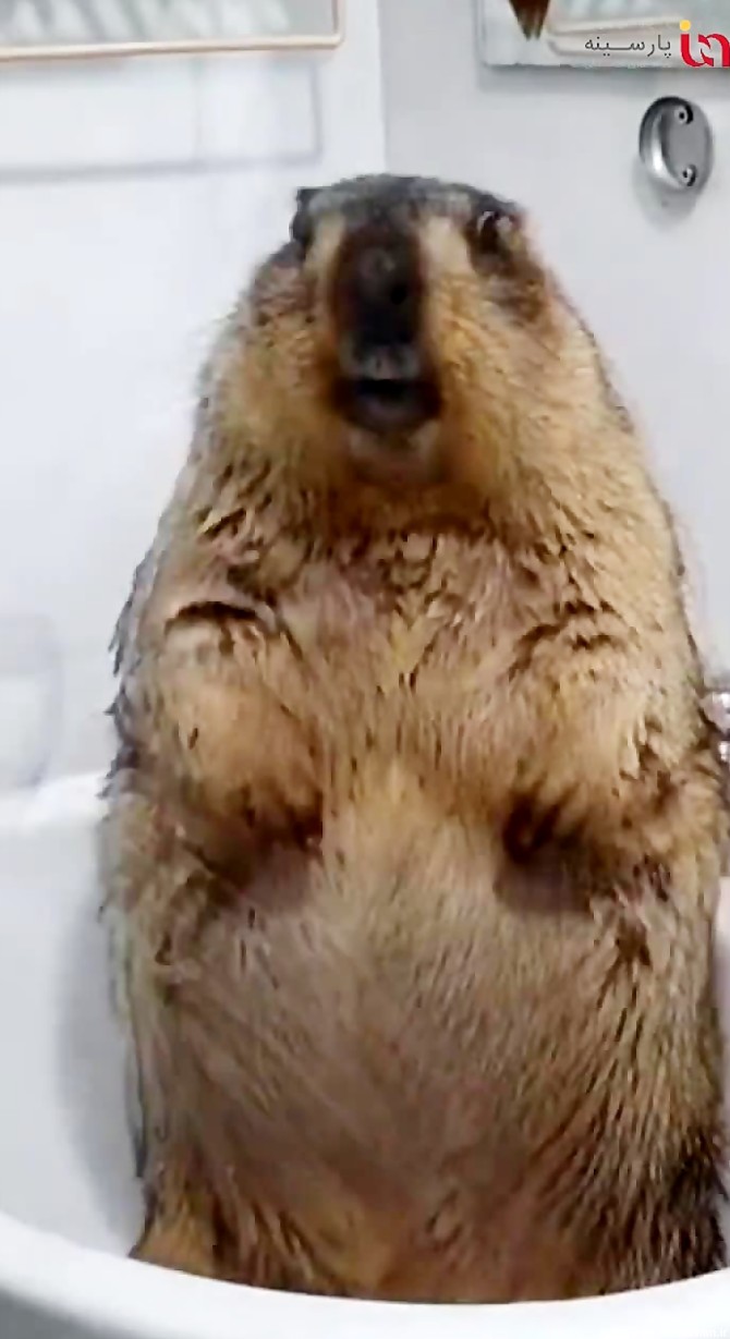 این ویدیو موش خرمایی رو ببینید که داره حمام میکنه خیلی نازه