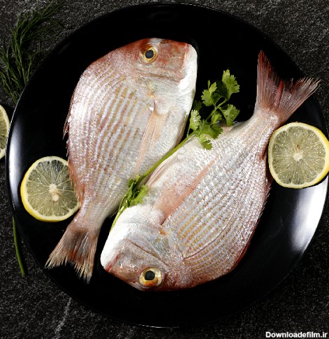 ماهی صبور | خرید و فروش ماهی صبور | صادرات ماهی صبور | دریابازار ...