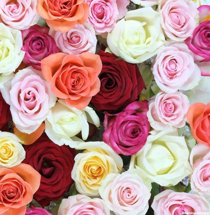 عکس گل رز رنگ های متفاوت با کیفیت بالا | عکس دسته گل های رز ...