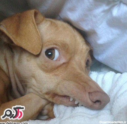 عکس هایی از زشت ترین سگ دنیا