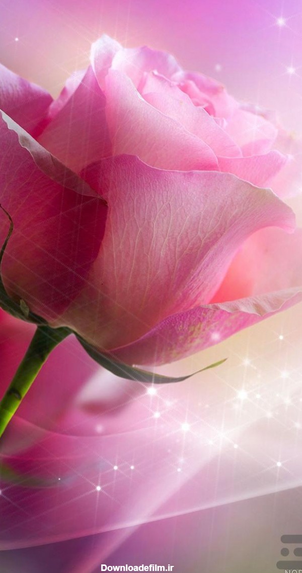عکس گل زیبا برای صفحه گوشی