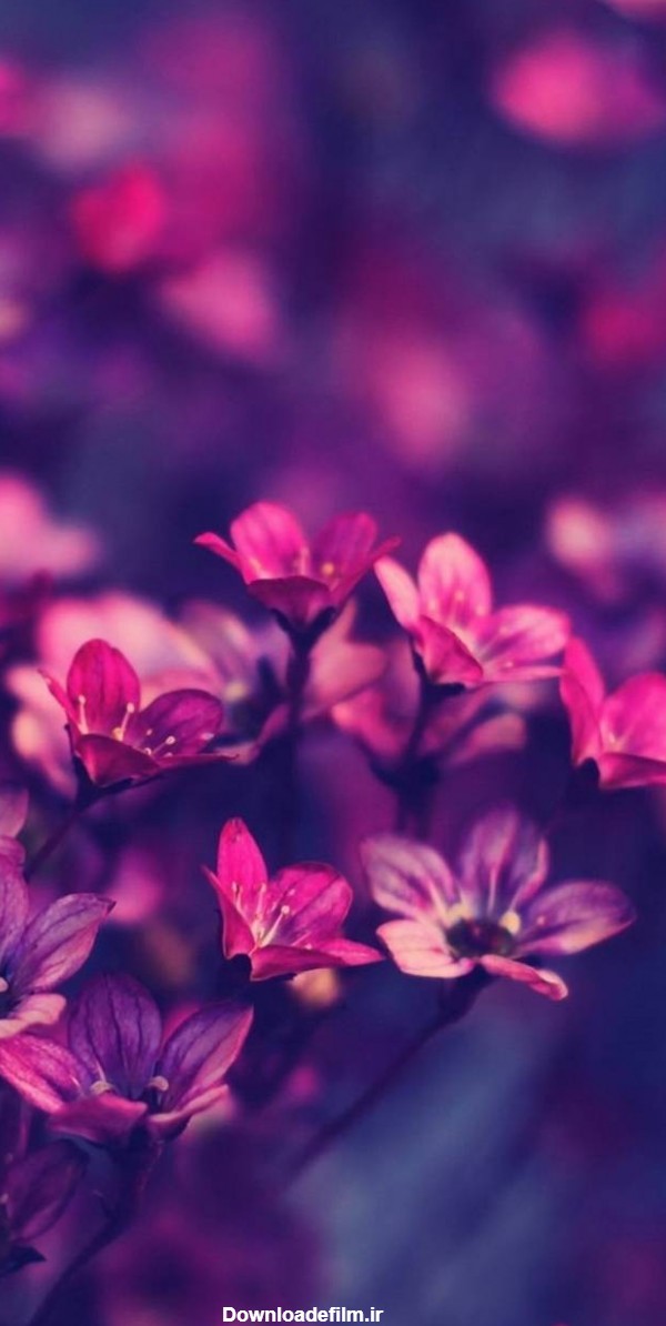 عکس زمینه گل های ریز صورتی زیبا پس زمینه | والپیپر گرام