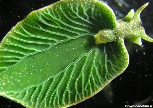 حلزون دریایی عجیب که مثل گیاهان فتوسنتز می کند + عکس
