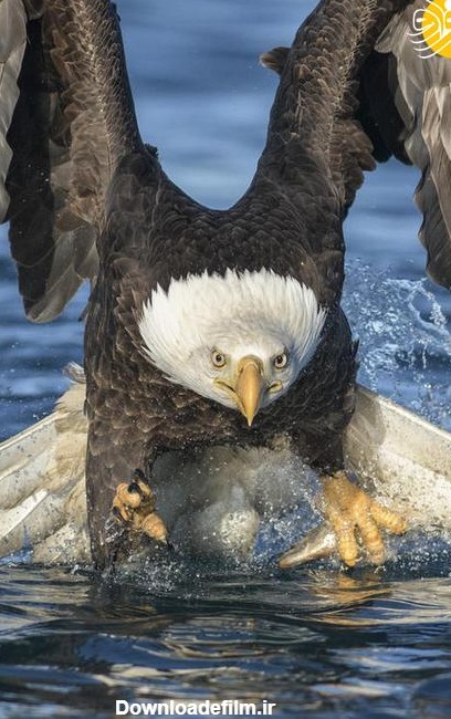 فرارو | (تصاویر) لحظه ماهی گرفتن عقاب سرسفید از فاصله نزدیک