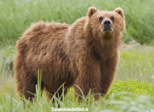 یک "خرس قهوه ای" در اردبیل زنده گیر شد + تصاویر- اخبار محیط زیست ...