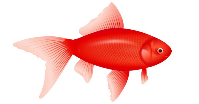 فایل png ماهی قرمز - فروشگاه اینترنتی دانلود وکتور، عکس، فایل لایه ...