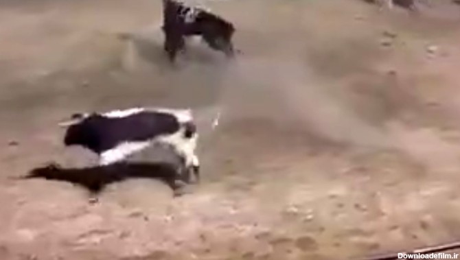 گاوی که در مسابقات گاوبازی به یک اسب حمله کرد + فیلم