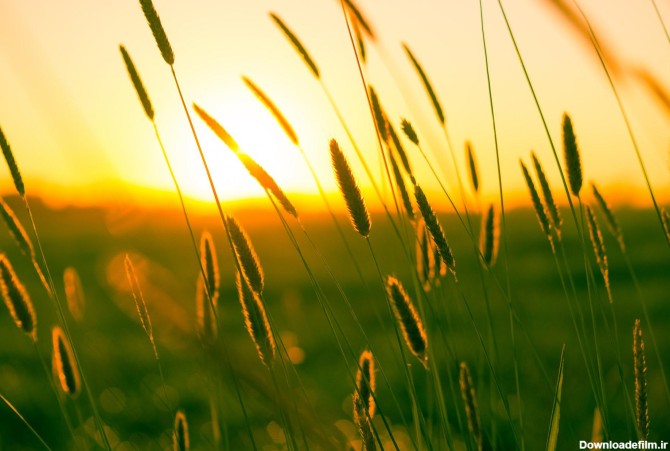 عکس زمینه گندم زار در هنگام غروب آفتاب پس زمینه | والپیپر گرام