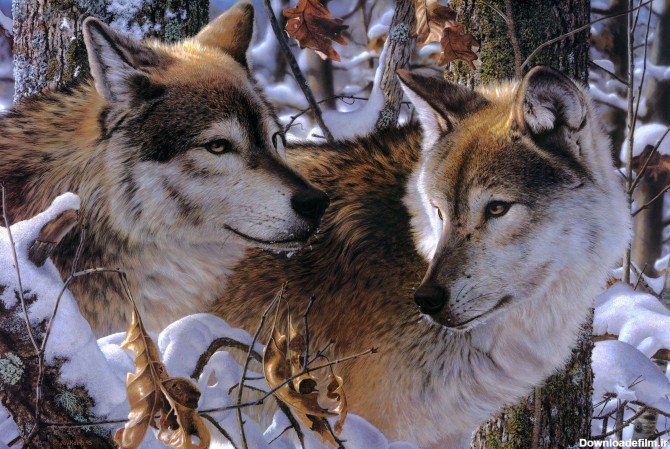 دو گرگ در جنگل