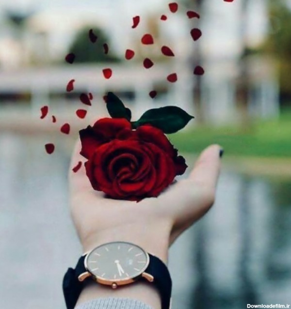 عکس پروفایل عاشقانه شاخه گل رز قرمز در میان دست