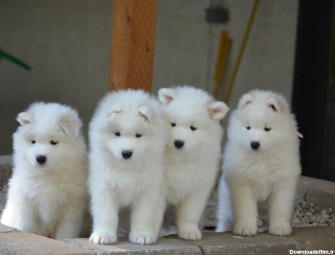 مشخصات کامل، قیمت و خرید نژاد سگ سامویید (Samoyed) | پت راید