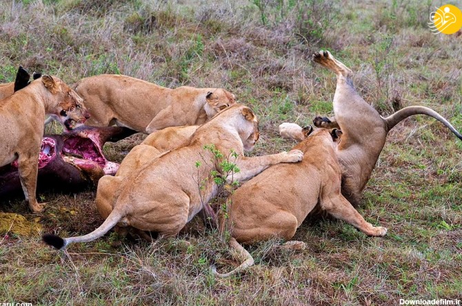 فرارو | (تصاویر) حمله وحشتناک شیرهای ماده به یک شیر نر