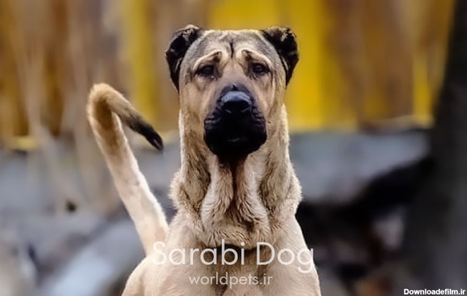 اطلاعات سگ سرابی: مشخصات، قیمت، تفاوت با کانگال و... | دنیای حیوانات