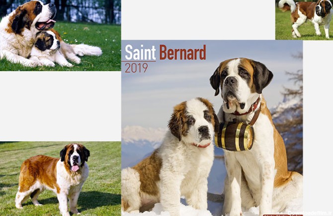 سینت برنارد سگ سوئیسی