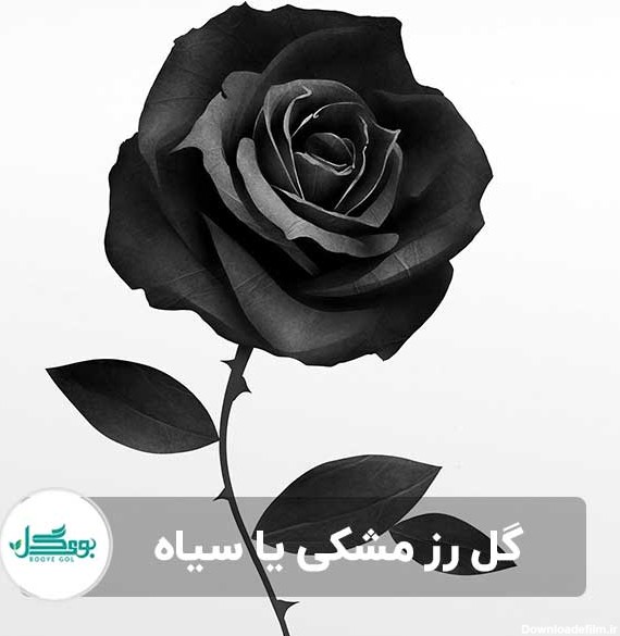 معانی و نماد گل رز مشکی + نحوه سیاه کردن گل رز + کاربرد ...