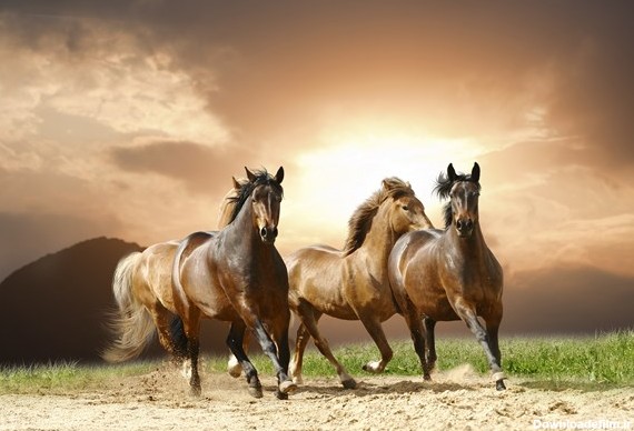 تصویر با کیفیت از یورتمه اسب های زیبا در دشت در غروب خورشید