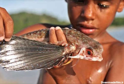 ماهی های پرنده + تصاویر | شناخت انواع ماهیان زینتی اب شیرین