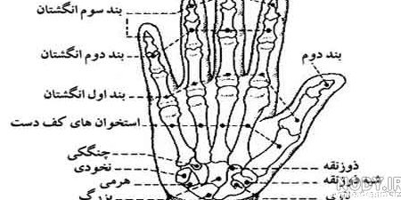 نوع استخوان انگشتان دست