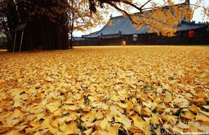 دریای زرد پای درخت ۱۴۰۰ ساله چینی