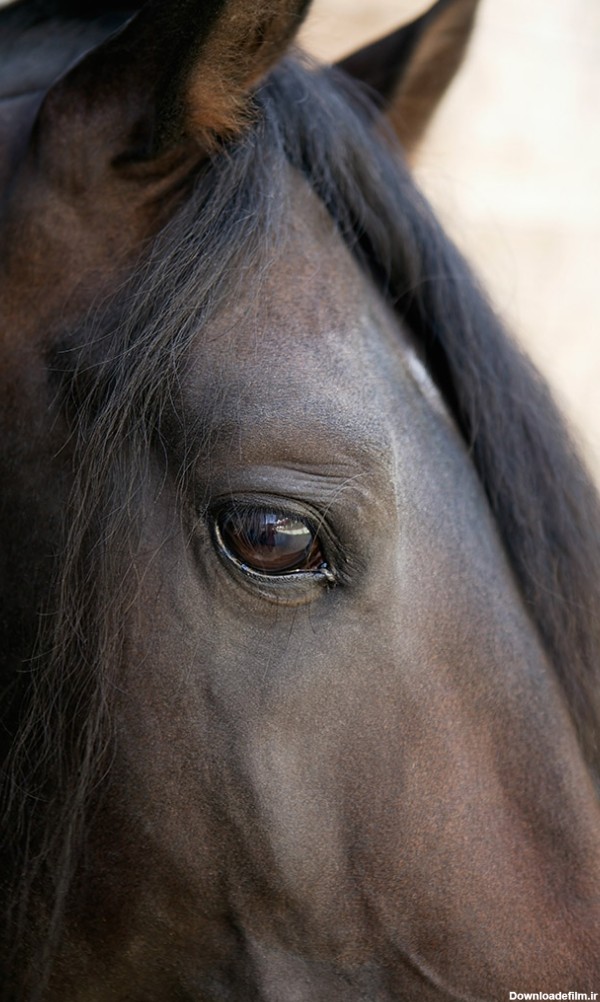 عکس چشم زیبای اسب قهوه ای - مسترگراف