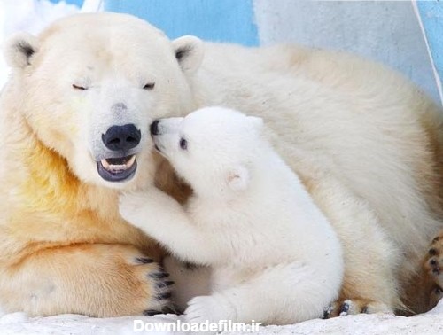 مادرانه های خرس قطبی / عکس