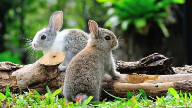 دو خرگوش زیبا در طبیعت