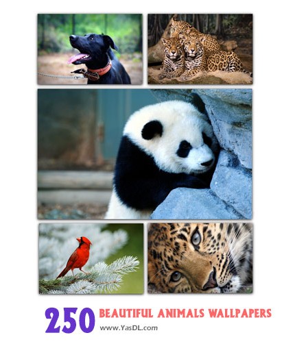 دانلود مجموعه 250 والپیپر حیوانات Beautiful Animals Wallpapers
