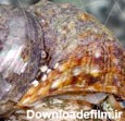 حلزون های دریایی | خانه آبزیان