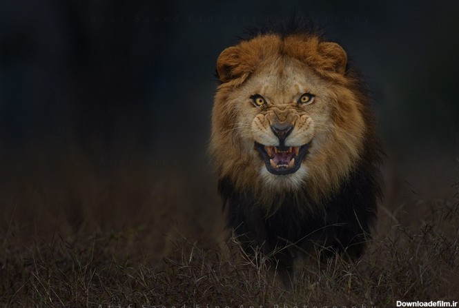 تصاویر حیرت انگیز از شیر، سلطان جنگل - کافه لینک