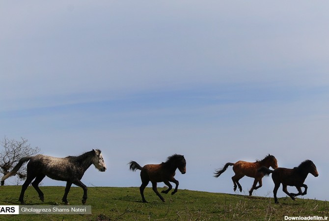 اسب های وحشی در جنگل دالخانی مازندران (عکس)