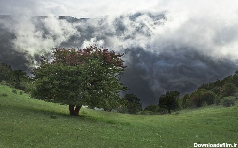 جنگل ابر رویای راه رفتن روی ابرها + تصاویر