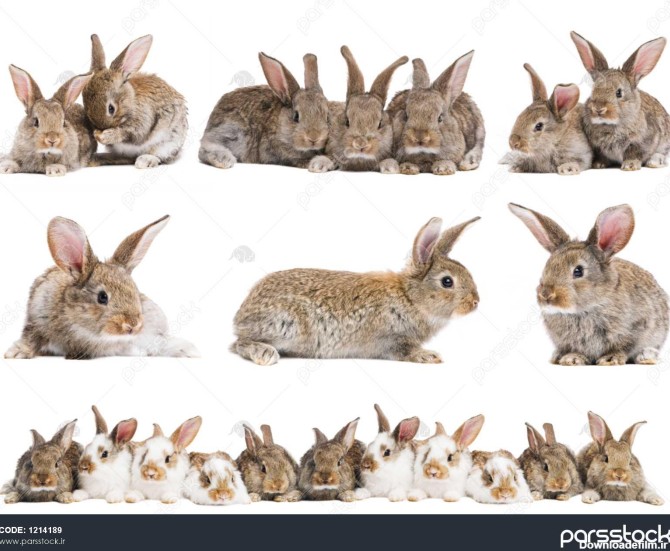 مجموعه ای از بچه خرگوش های جوان قهوه ای روشن با گوش های بلند ...