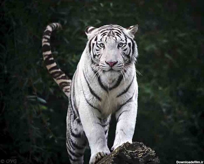 White Tiger | inspiration photos