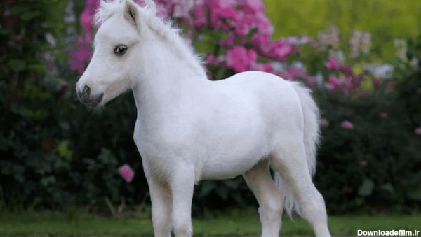 اسب پا کوتاه پشمالو (پونی) سفید قهوه ای نژاد Connemara - آراد برندینگ