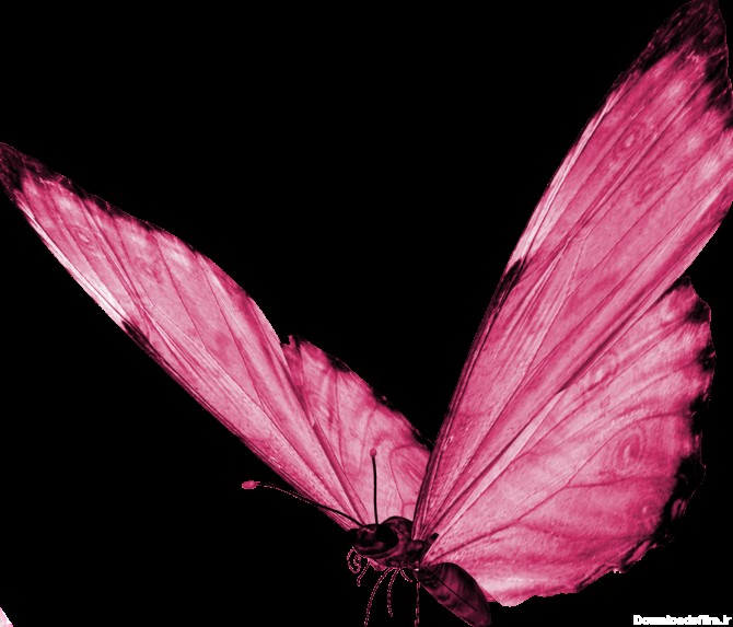 PNG رایگان تصویر پروانه - پروانه صورتی رنگ - PNG Butterfly Pink