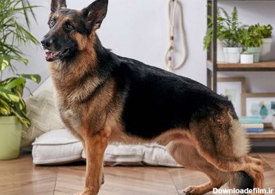 مقایسه سگ ژرمن با هاسکی از نظر رشد بدنی و سن بلوغ