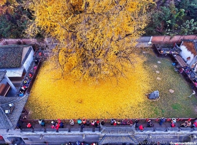 دریای زرد پای درخت ۱۴۰۰ ساله چینی