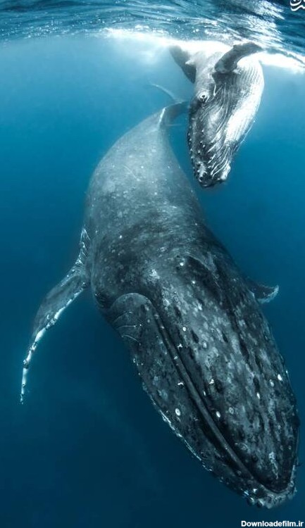 مشرق نیوز - تصاویر زیبا از نهنگ‌ها‎