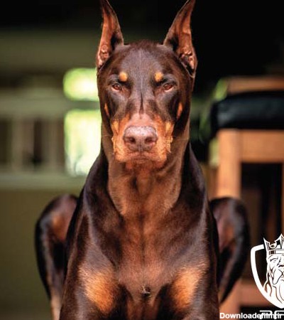 عکس سگ دوبرمن اروپایی