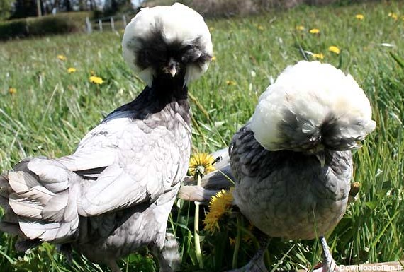 نحوه پرورش مرغ و خروس لهستانی - چیکن دیوایس