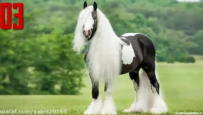 ده تا از زیباترین اسب های دنیا