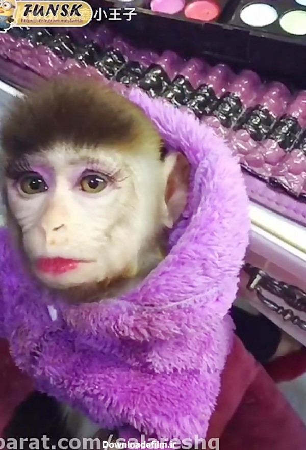 یه میمون آرایش کرده که واقعا خوشگل شده (ته ته خنده)
