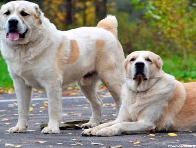 آشنایی با نژاد سگ آلابای، سگی مناسب نگهبانی