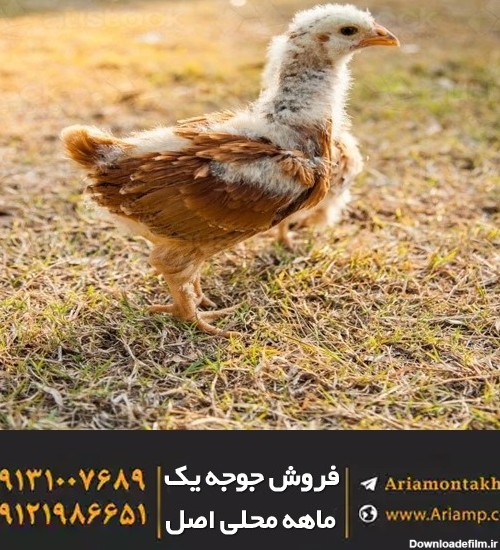 فروش جوجه یک ماهه محلی اصل در شرکت آریا منتخب پارسیان