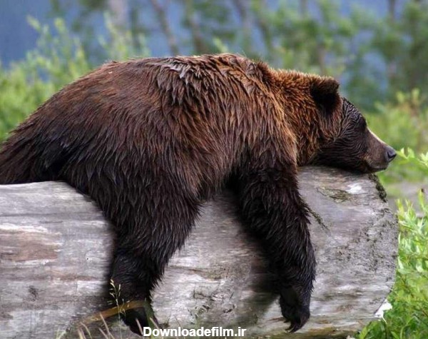 خرس خسته - عکس ویسگون