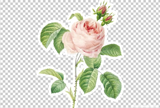 Borchin-ir-a pink Rose flower_png عکس یک شاخه گل رز صورتی زیبا۲