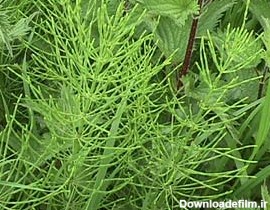 گیاه دم اسب Horsetail