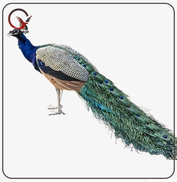 تخم نطفه دار طاووس با کیفیت