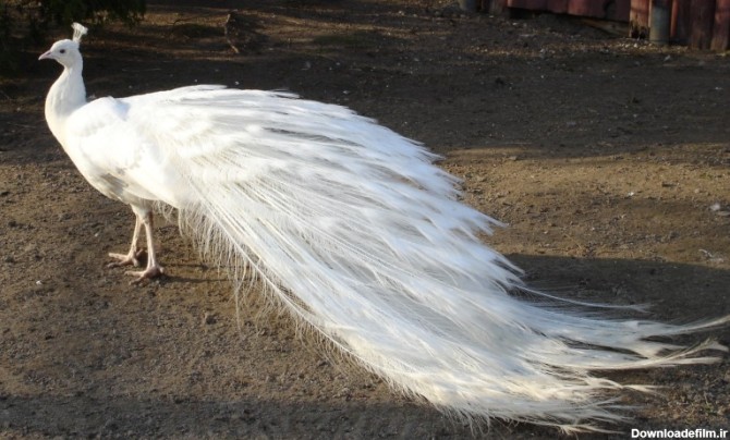 تخم نطفه دار طاووس سفید ۱۰۰,۰۰۰ تومان ۲